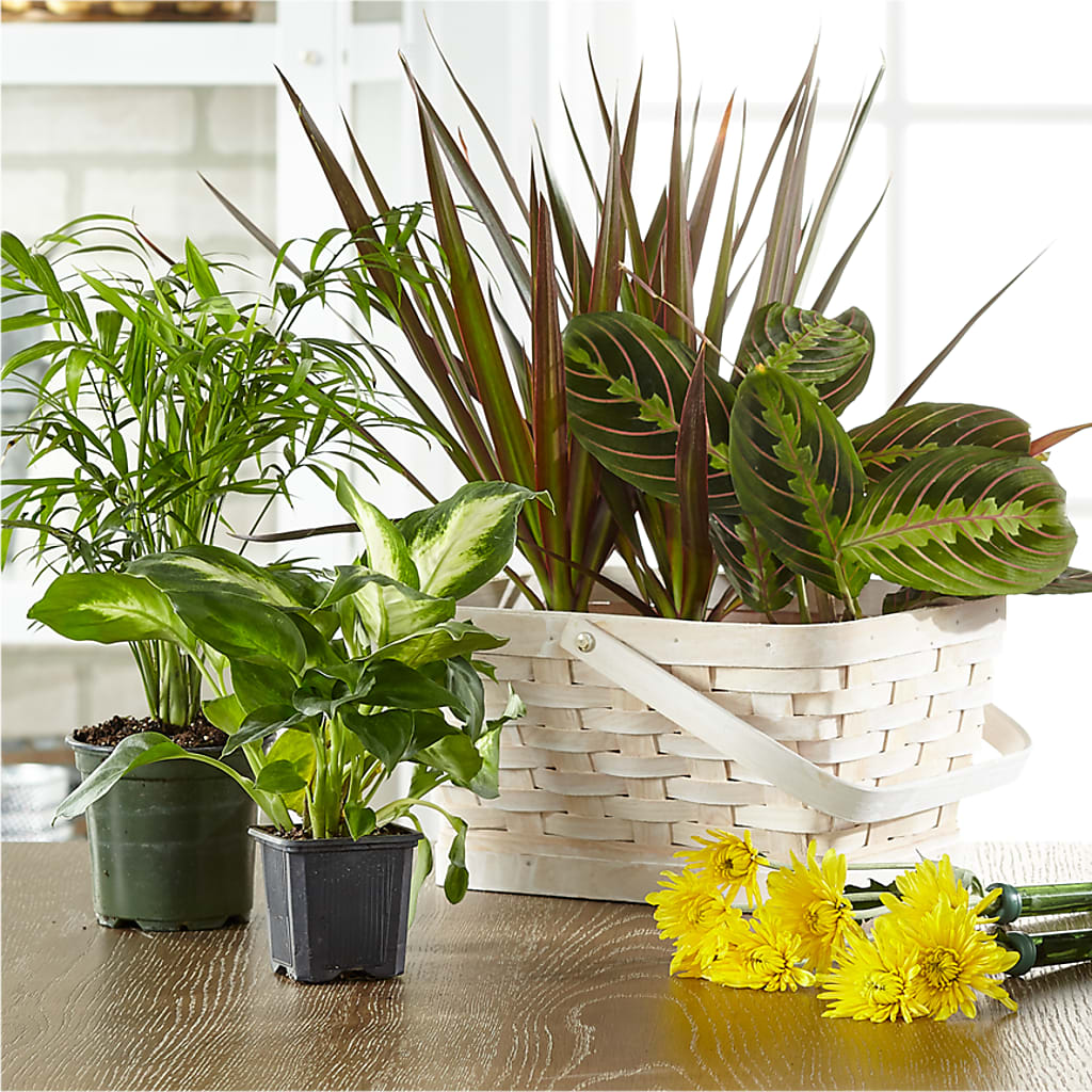 Florist Designed Blooming and Green Plants in a Basket – Four Seasons Flowers, Guelph ON