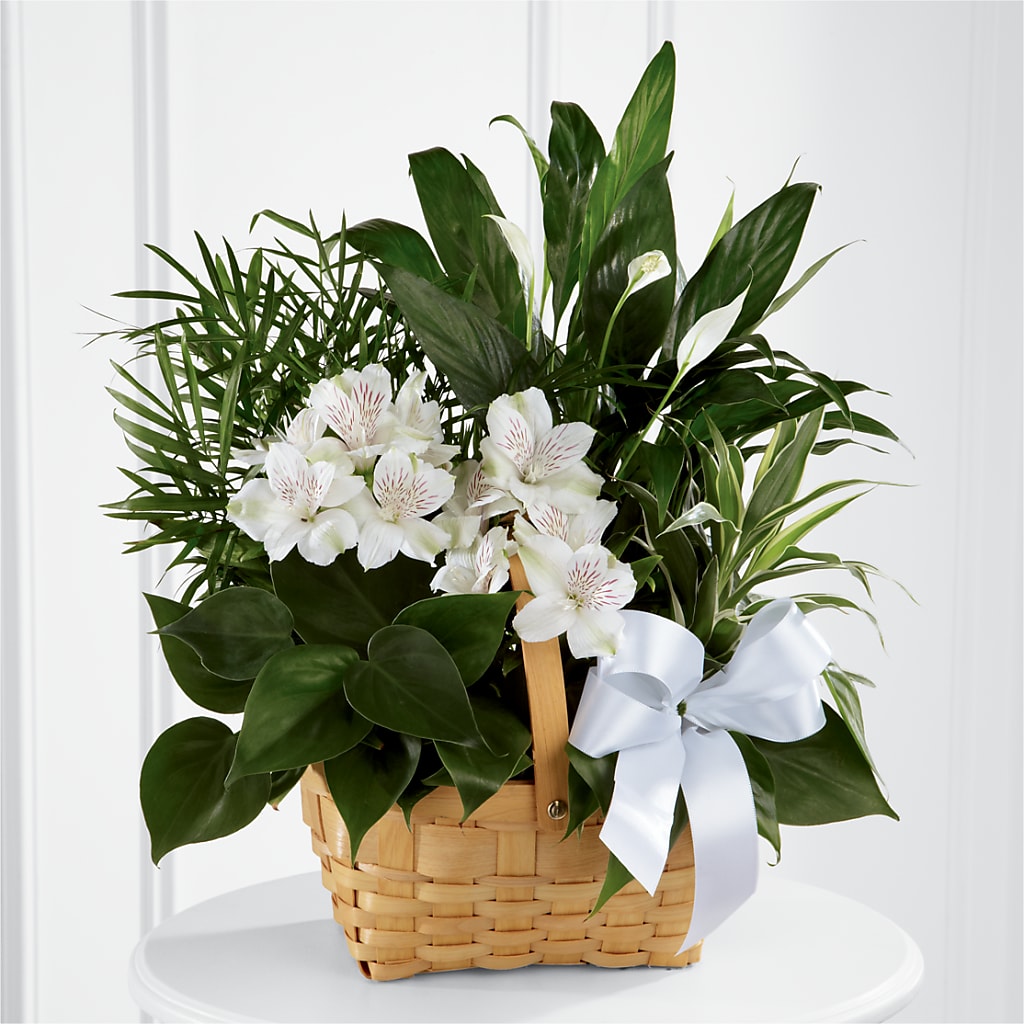 Peace & Serenity Dishgarden – Four Seasons Flowers, Guelph ON