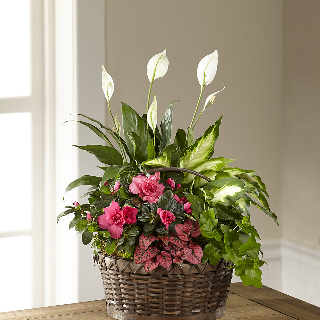 Dream in Pink Dishgarden – Four Seasons Flowers, Guelph ON