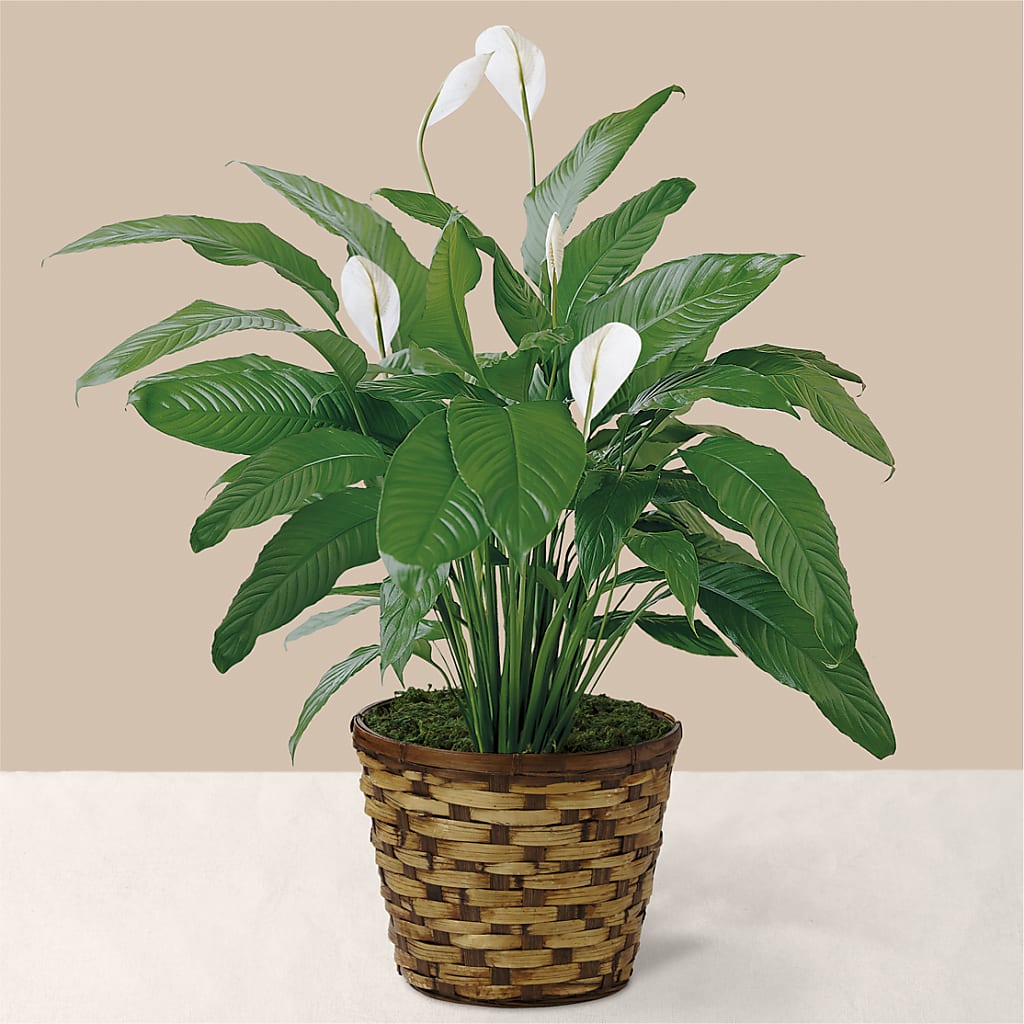 Tranquil Moments Peace Lily Plant – Four Seasons Flowers, Guelph ON