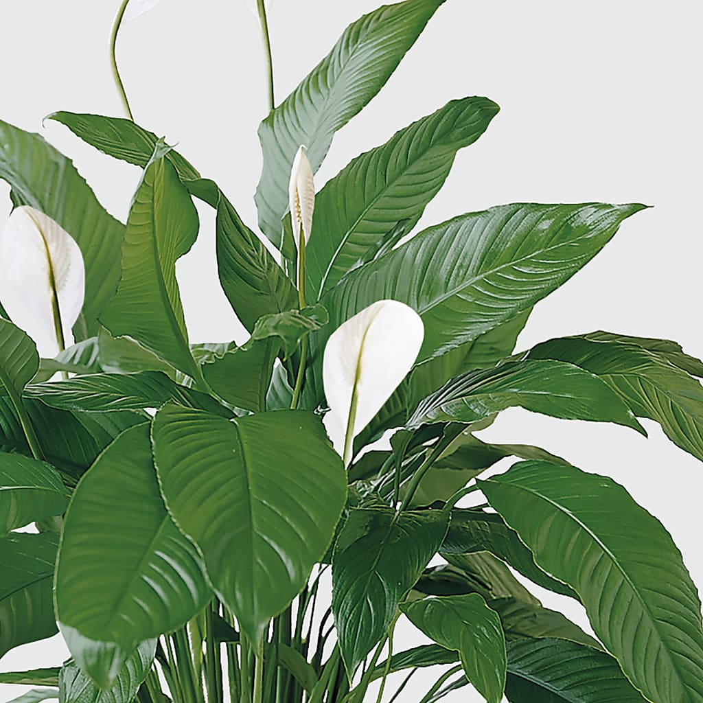Tranquil Moments Peace Lily Plant – Four Seasons Flowers, Guelph ON