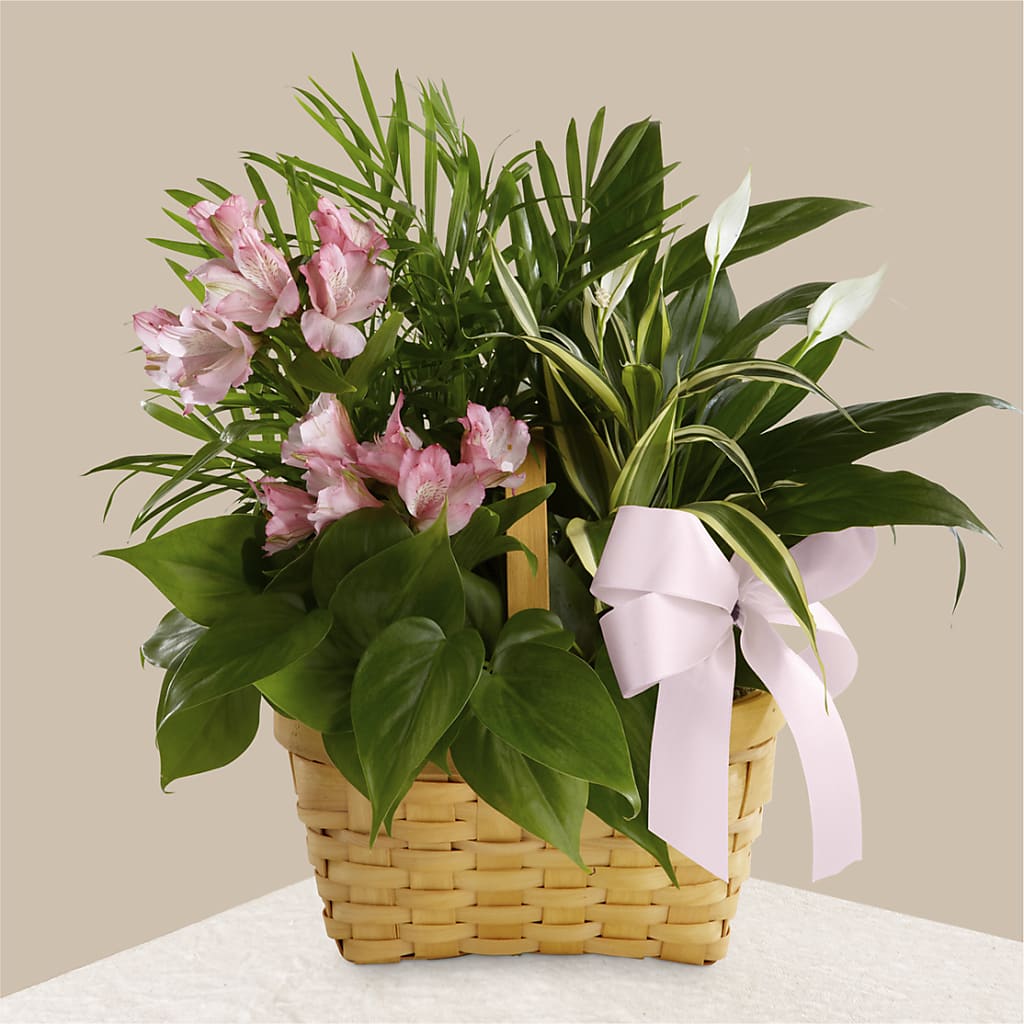 Living Spirit Dishgarden – Four Seasons Flowers, Guelph ON