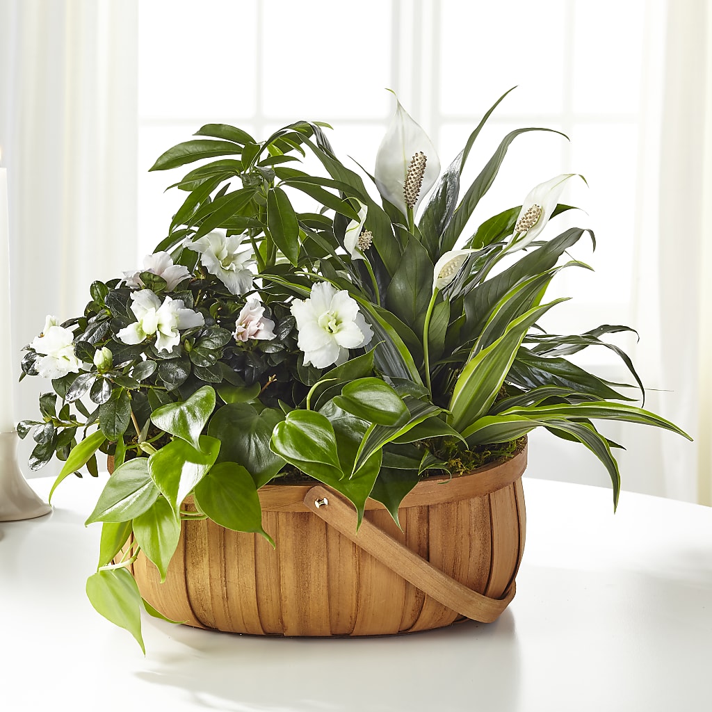 Serene Dishgarden – Four Seasons Flowers, Guelph ON
