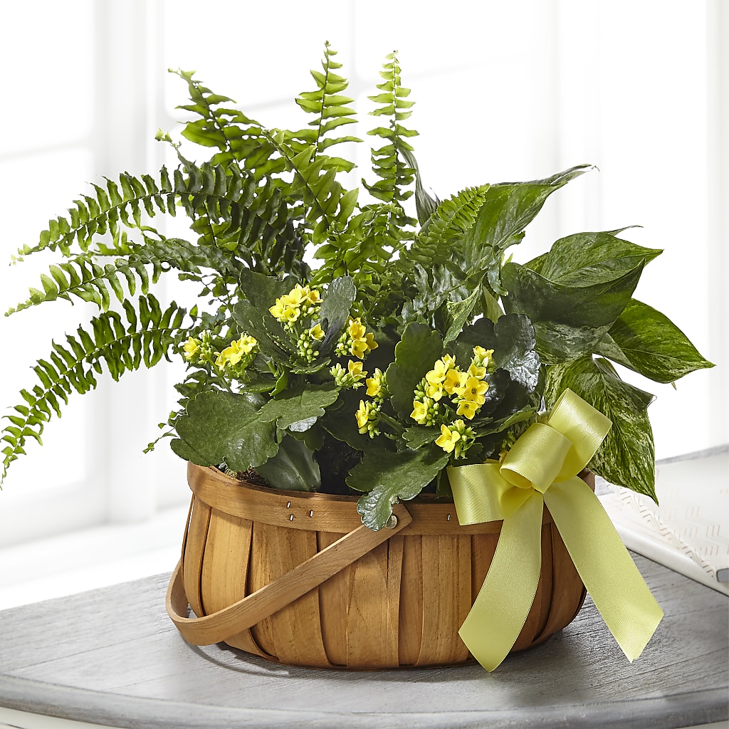 Always Dear Dishgarden – Four Seasons Flowers, Guelph ON