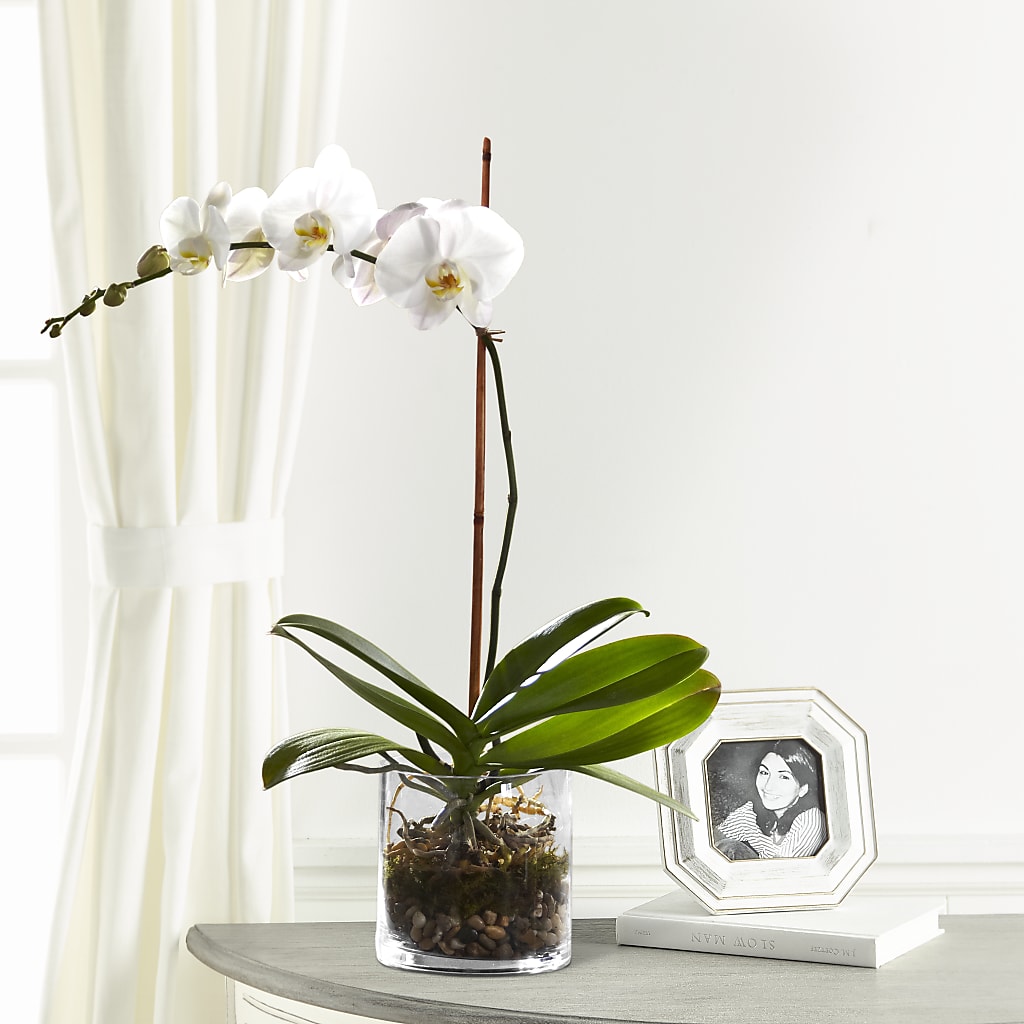 White Orchid Planter – Four Seasons Flowers, Guelph ON