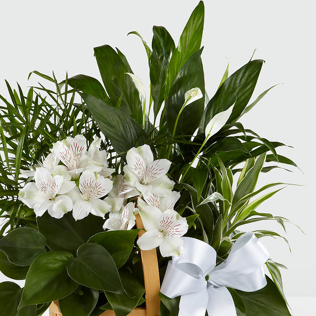 Peace & Serenity Dishgarden –  Four Seasons Flowers, Guelph ON