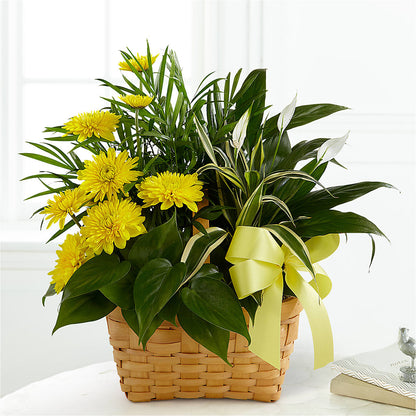 Loving Light Dishgarden –  Four Seasons Flowers, Guelph ON