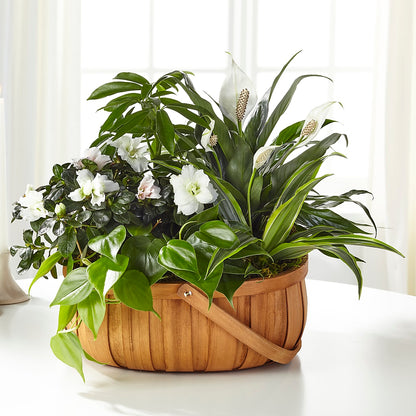 Serene Dishgarden –  Four Seasons Flowers, Guelph ON