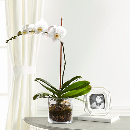 White Orchid Planter –  Four Seasons Flowers, Guelph ON